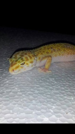 0.1 giant sunglow (tremper) het. RAPTOR poss het blizzard - CRIADOR 60€ (vendida Oscar)