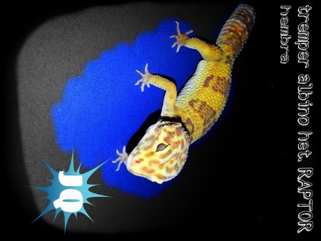 0.1 Tremper Albino het. RAPTOR